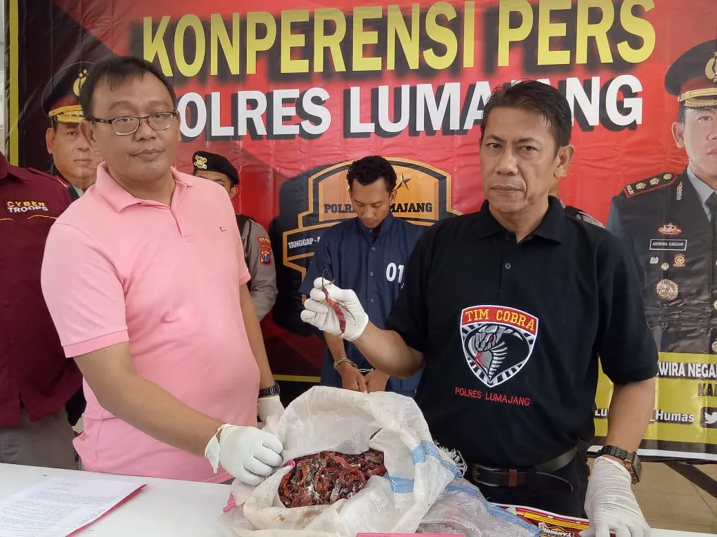 Tergiur Harga Mahal, Budi Winarto Curi Cabai di Sumbersuko Lumajang