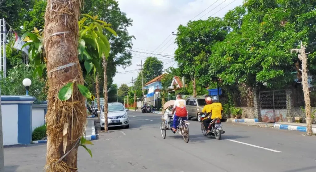 Pohon Klampok Darsono di Jalan Sutoyo Lumajang Banyak yang Mati