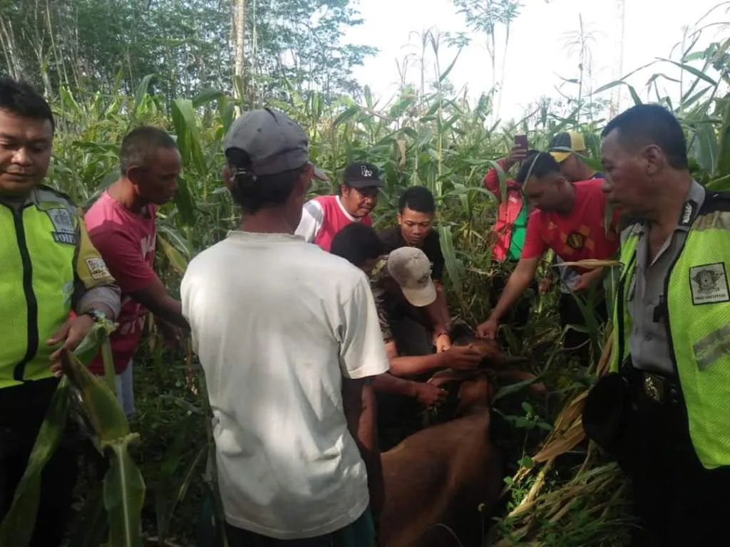 Maling Sapi Mulai Satroni Sapi Milik Warga Lempeni Lumajang