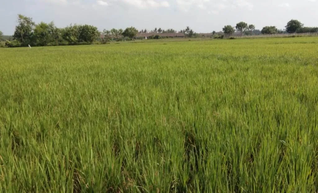 Petani Lumajang Terancam Gagal Panen Akibat Pupuk Langka