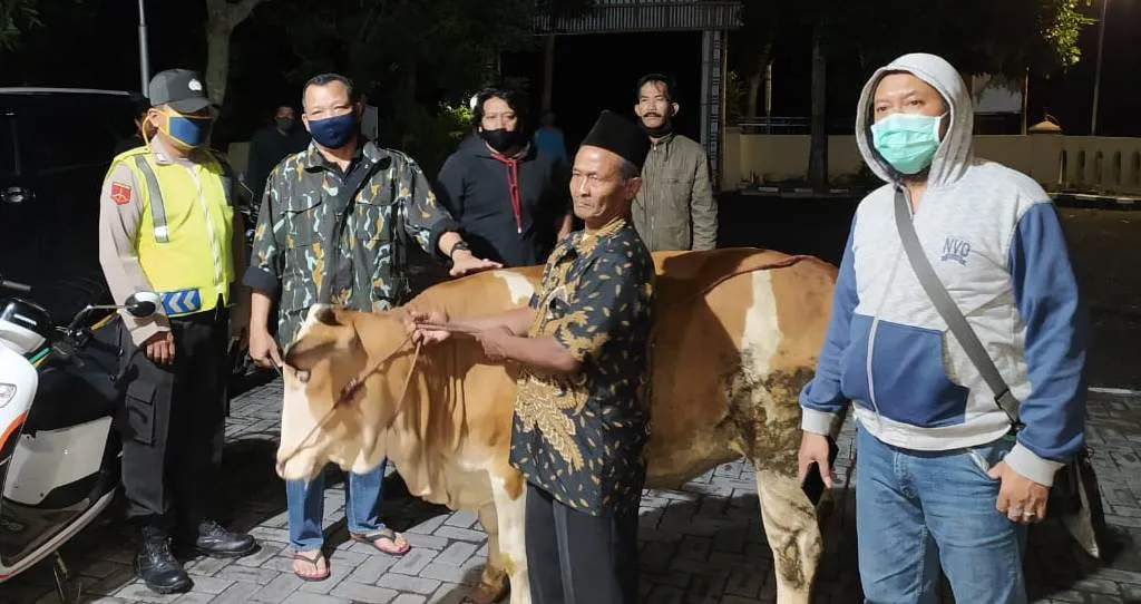 Sapi Rowokangkung Hilang Seminggu Ditemukan di Kebun Jeruk Jember