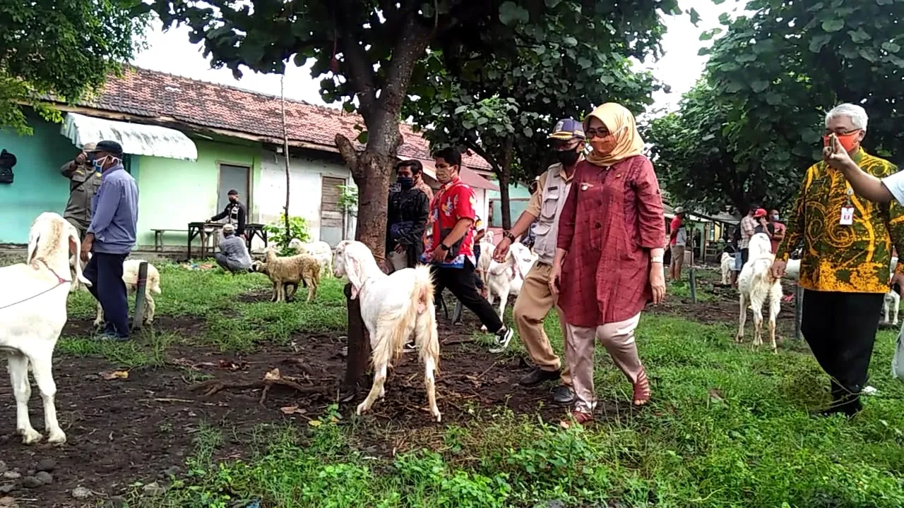 Pasar Hewan Lumajang Kembali Dibuka Oleh Bunda Indah