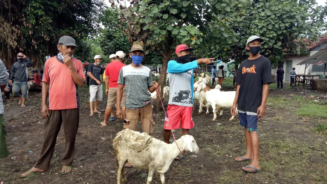 Pedagang Sambut Gembira Dibuka Kembali Pasar Hewan Lumajang