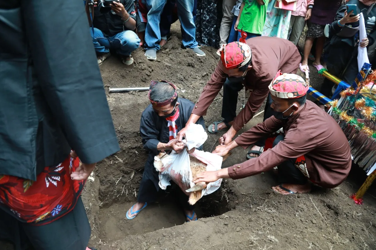 Grebeg Suro Tanam Kepala Sapi Hutan Bambu Semeru Lumajang