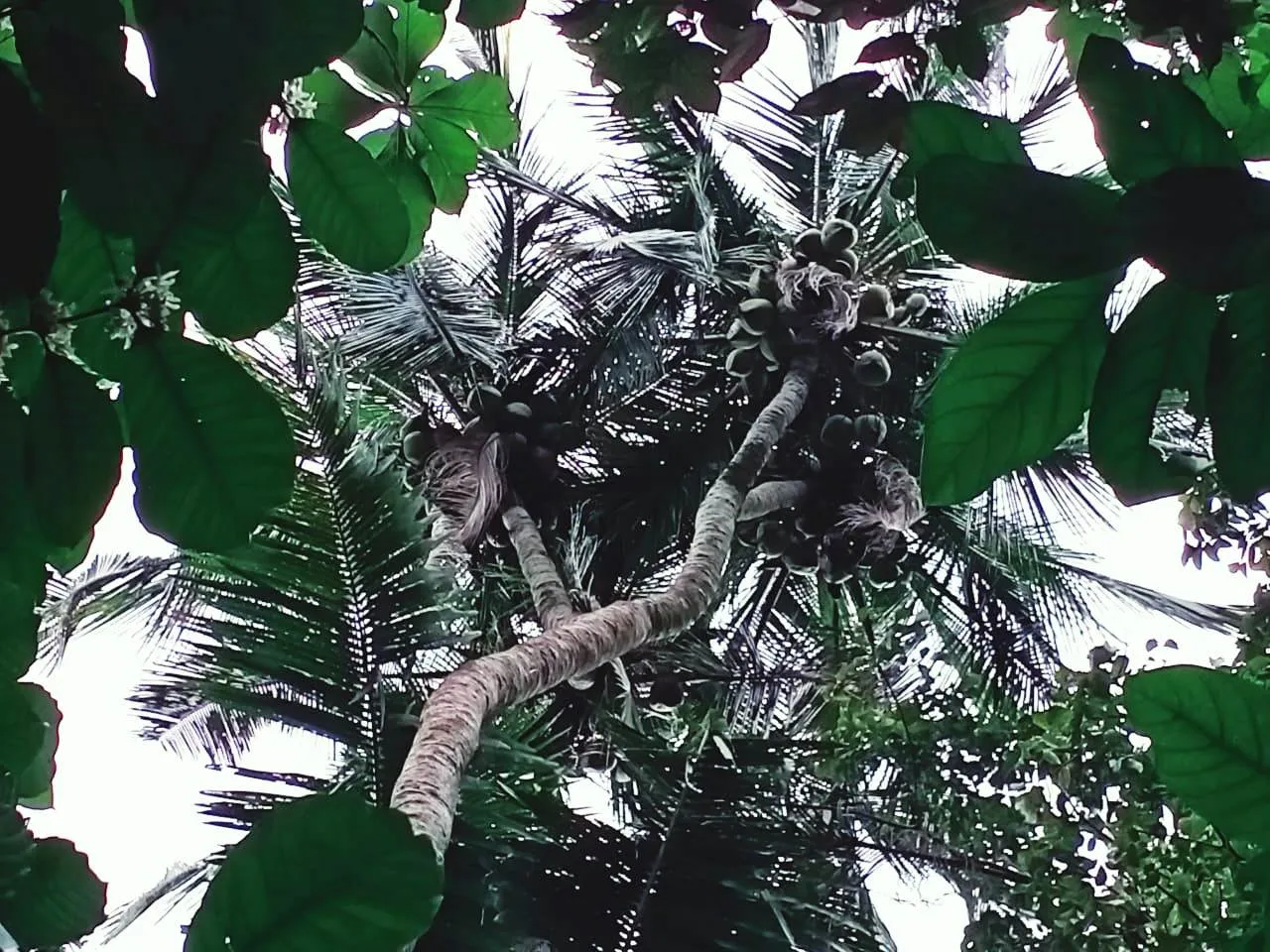 Unik..! Ada Pohon Kelapa bercabang 6 di Duren Klakah Lumajang