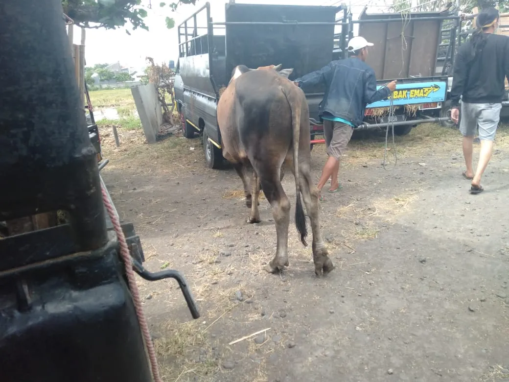 Tim Kuro Lumajang dan Bondowoso Temukan Sapi Curian di Pasar Patok
