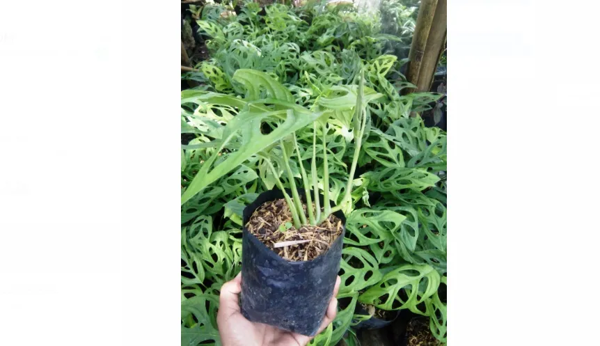 Janda Bolong Menyita Perhatian Ditengah Pandemi Lumajang