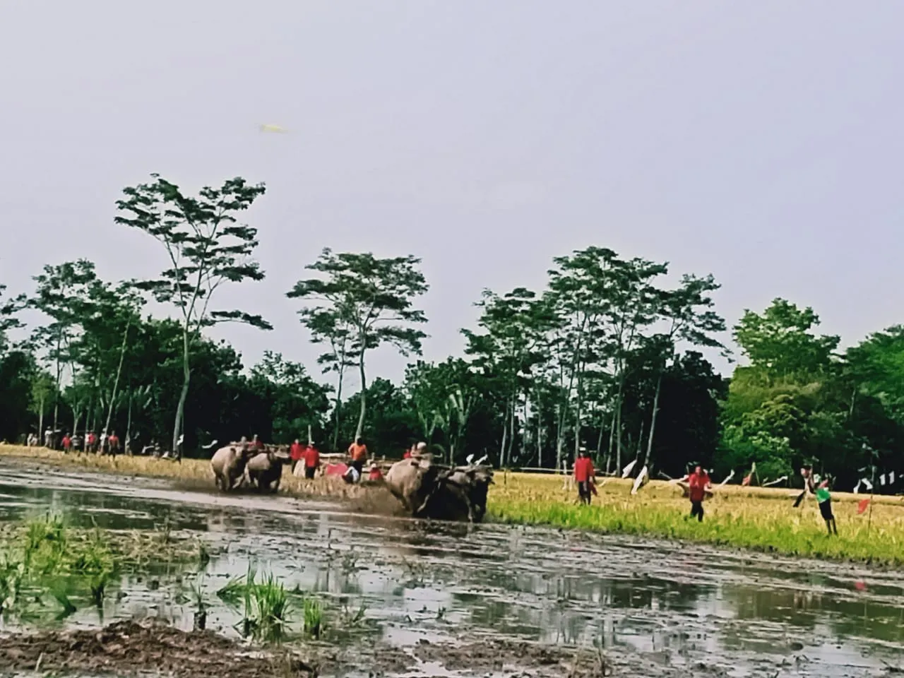 Petani Sumberrejo Gelar Karapan Kerbau Awal Musim Tanam Lumajang