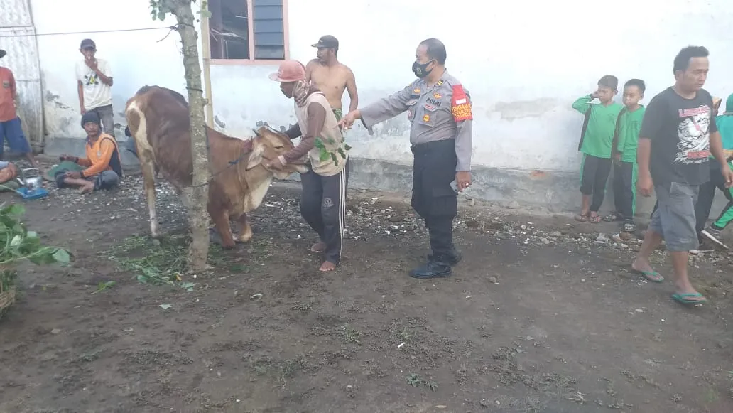Tim Kuro Lumajang Temukan 2 Sapi Milik Warga Darungan Dicuri Maling