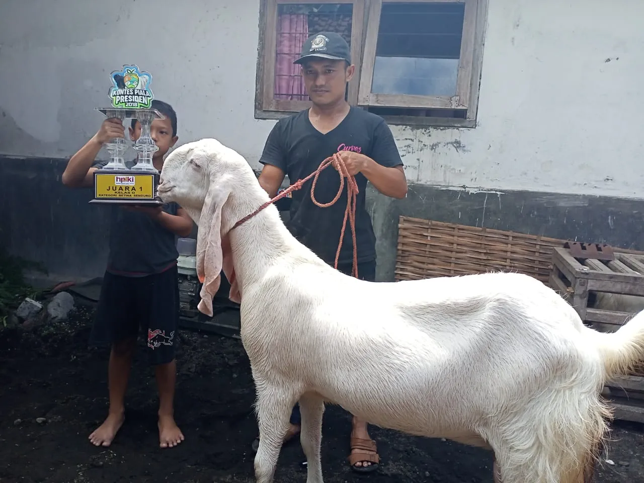 Kambing Etawa Senduro Dikenal Ras Genetik Asli Lumajang Unggulan