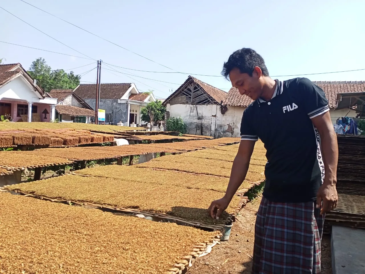 Petani Tembakau Lumajang Galau Saat Musim Hujan Tiba
