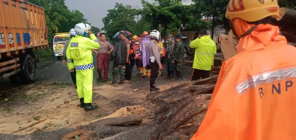 Beringin Tumbang Sebabkan Kemacetan Arah Lumajang-Probolinggo