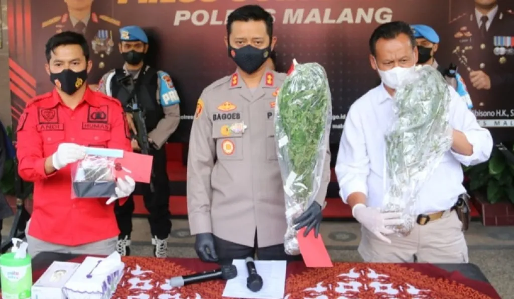Bercocok Tanam Ganja, Warga Tempursari Lumajang Dibekuk Polisi Malang