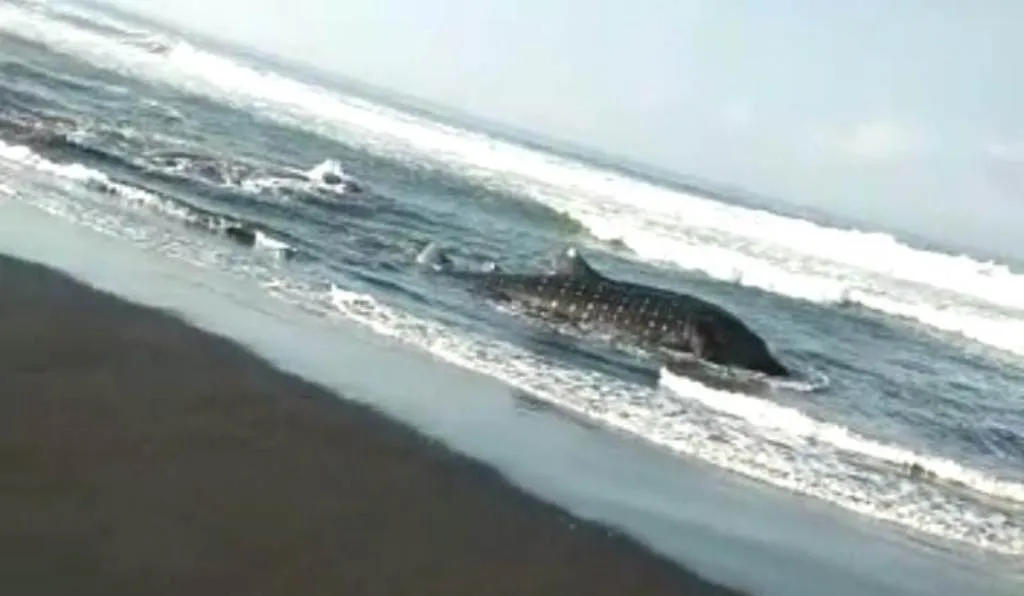 Heboh..! Hiu Tutul Terdampar di Pantai Wotgalih Lumajang