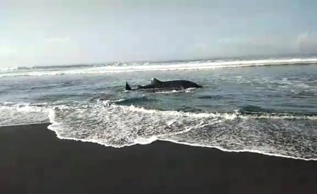 Hiu Tutul Terdampar di Pantai Wotgalih Lumajang Kembali ke Laut Lepas