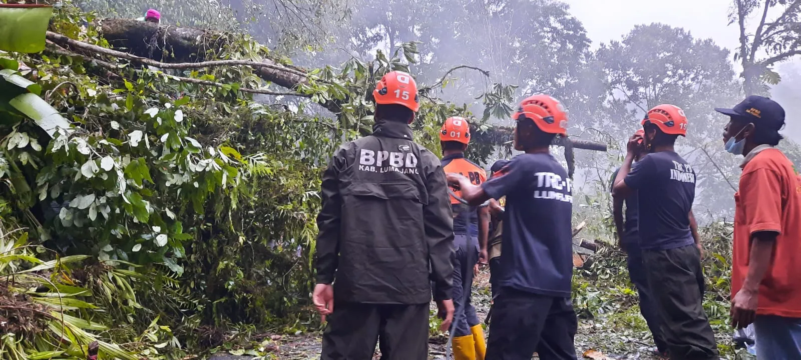BPBD Lumajang Evakuasi Cepat Pohon Tumbang Jalur Ranu Pane Senduro