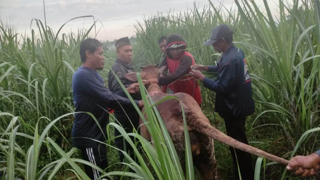 Hilang 2 Hari Dicuri, Sapi Milik Warga Tukum Lumajang Ditemukan
