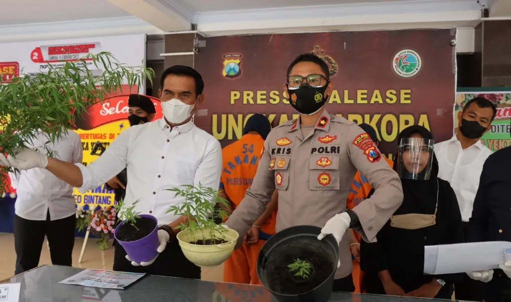 Gagal Panen, 2 Pemuda Nguter Tanam Ganja Dibekuk Polres Lumajang