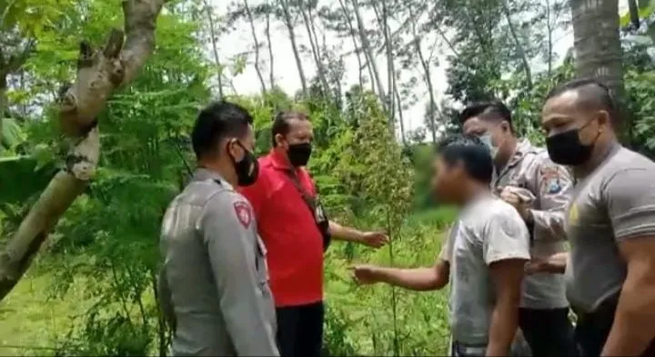 Tanam Sengon dan Ganja Warga Mlawang Diringkus Polsek Tempeh Lumajang
