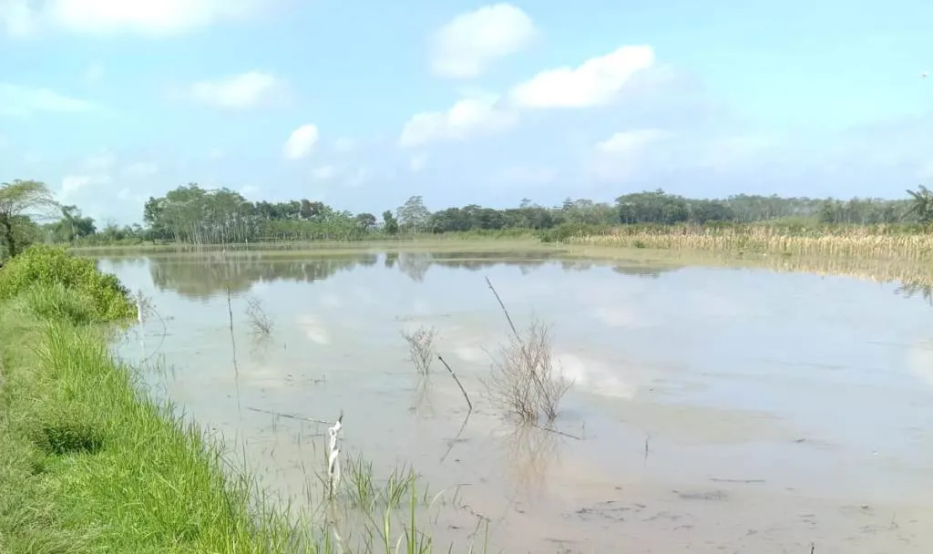 Padi Umur 1 Minggu Terendam Banjir di Rowokangkung Lumajang