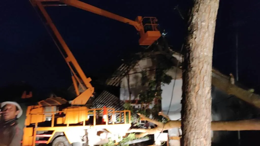 Listrik Padam Akibat Tertimpa Pohon di Jalan Citarum Lumajang