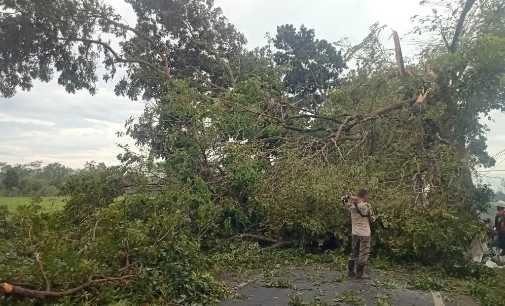 Angin Puting Beliung Porak Porandakan Pohon di Boreng Lumajang