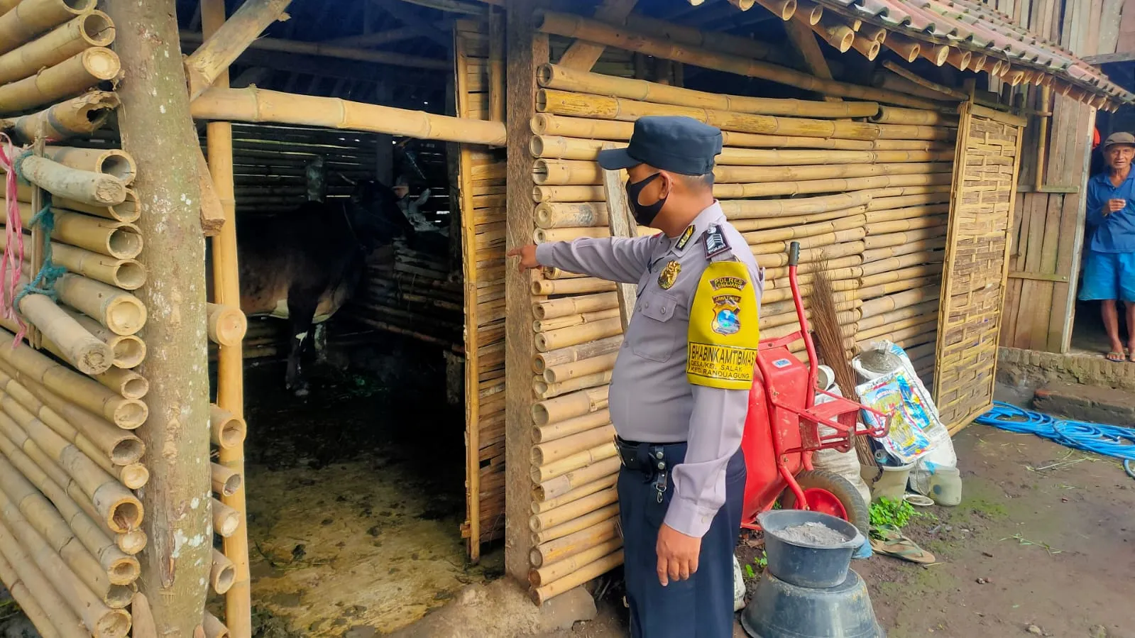 3 Ekor Sapi di Desa Kalipenggung Lumajang, Raib Digondol Maling