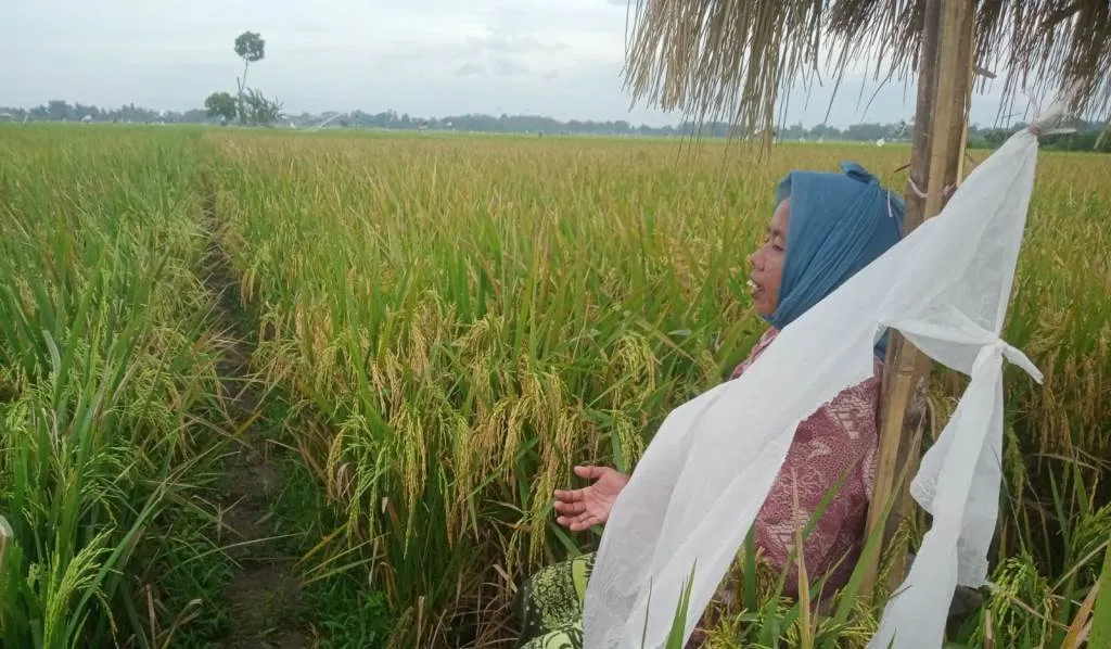 Serangan Hama Pipit Membuat Petani Yosowilangun Kelimpungan