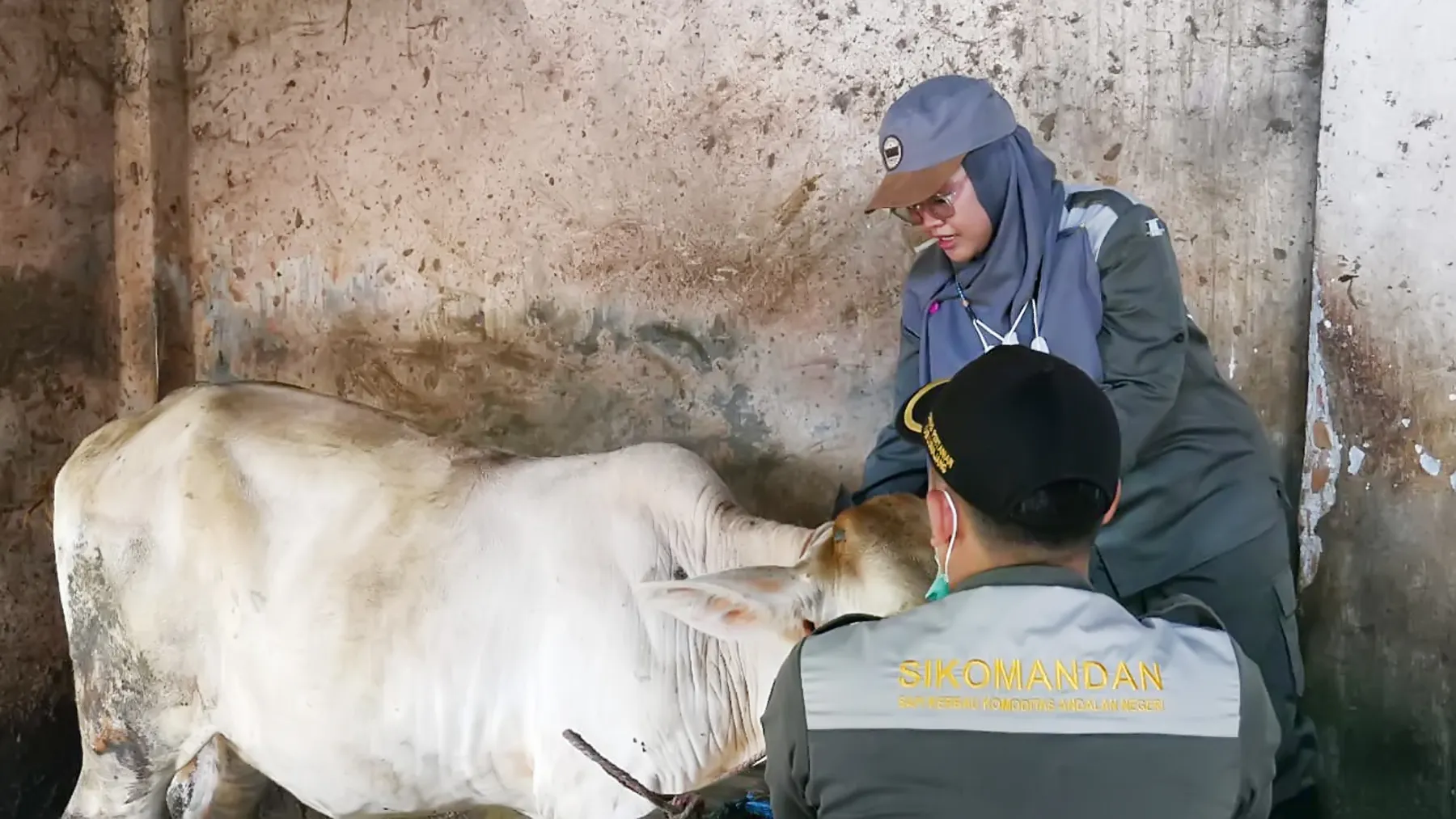 Antusias Warga Lumajang Berkurban Masih Sangat Besar