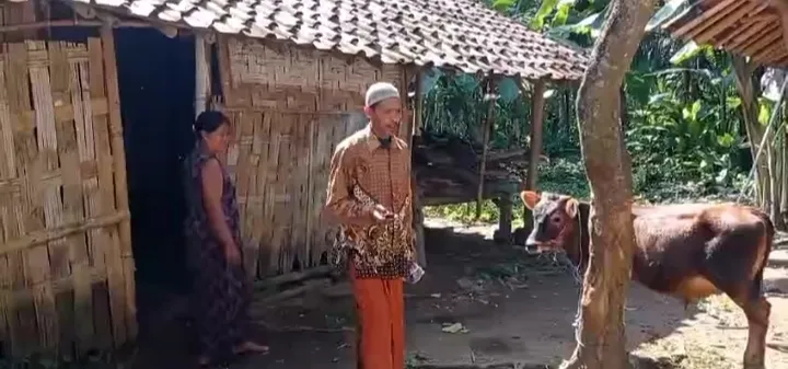 Kumat, 3 Sapi Amblas Digondol Maling di Klakah Lumajang