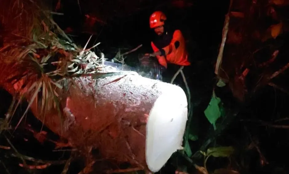 Akibat Faktor Usia, Pohon Tumbang di Jalur Piket Nol Lumajang- Malang