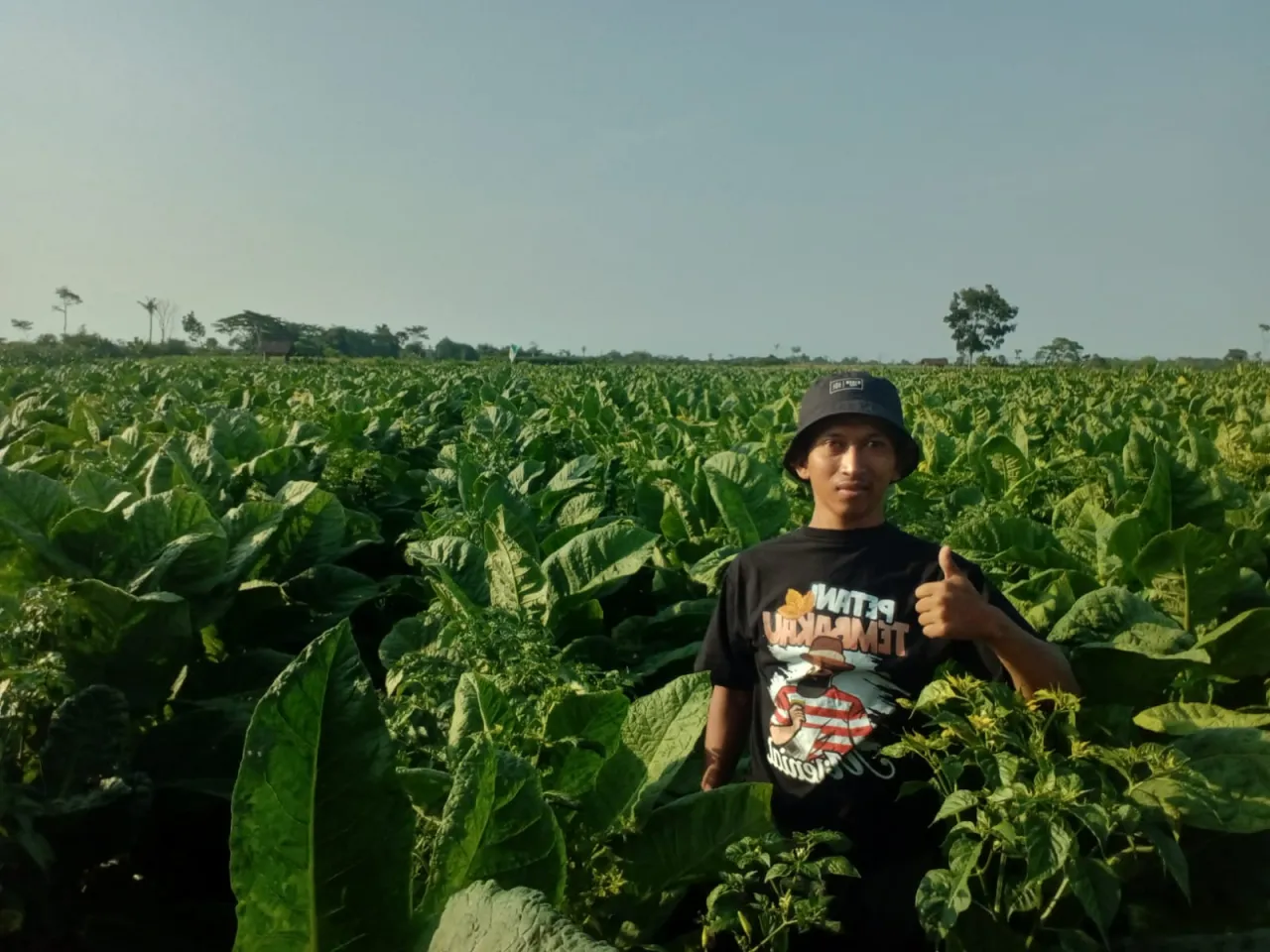 Harga Mahal, Petani Tembakau di Sukosari Lumajang Tersenyum Sumringah