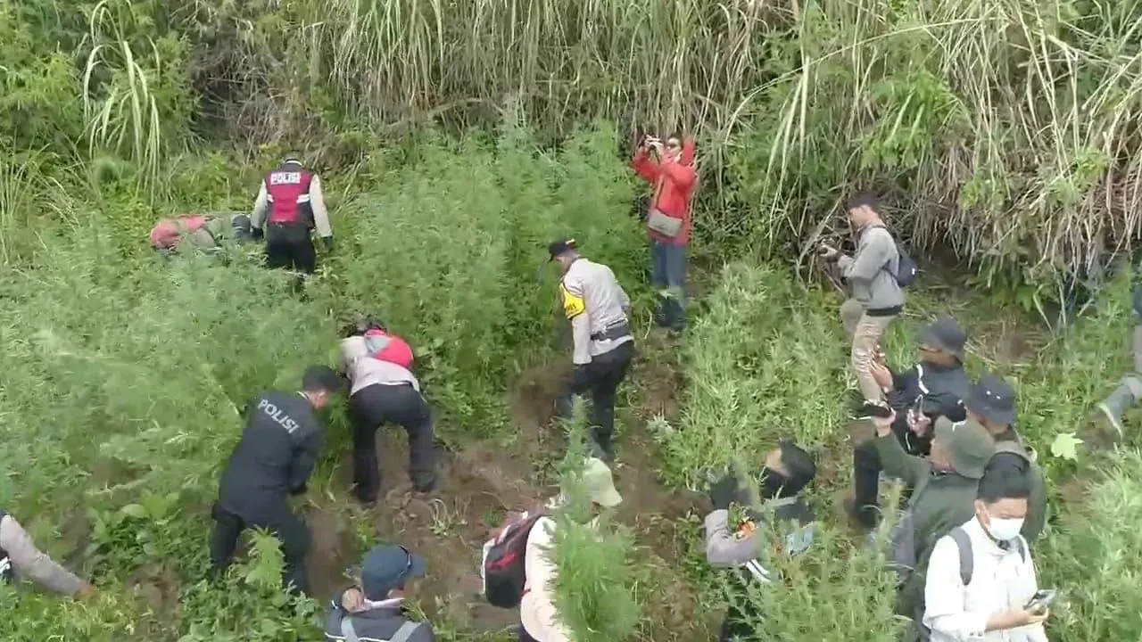 38 Ribu Batang Ganja Diamankan dari 48 Titik di Kawasan TNBTS Lumajang