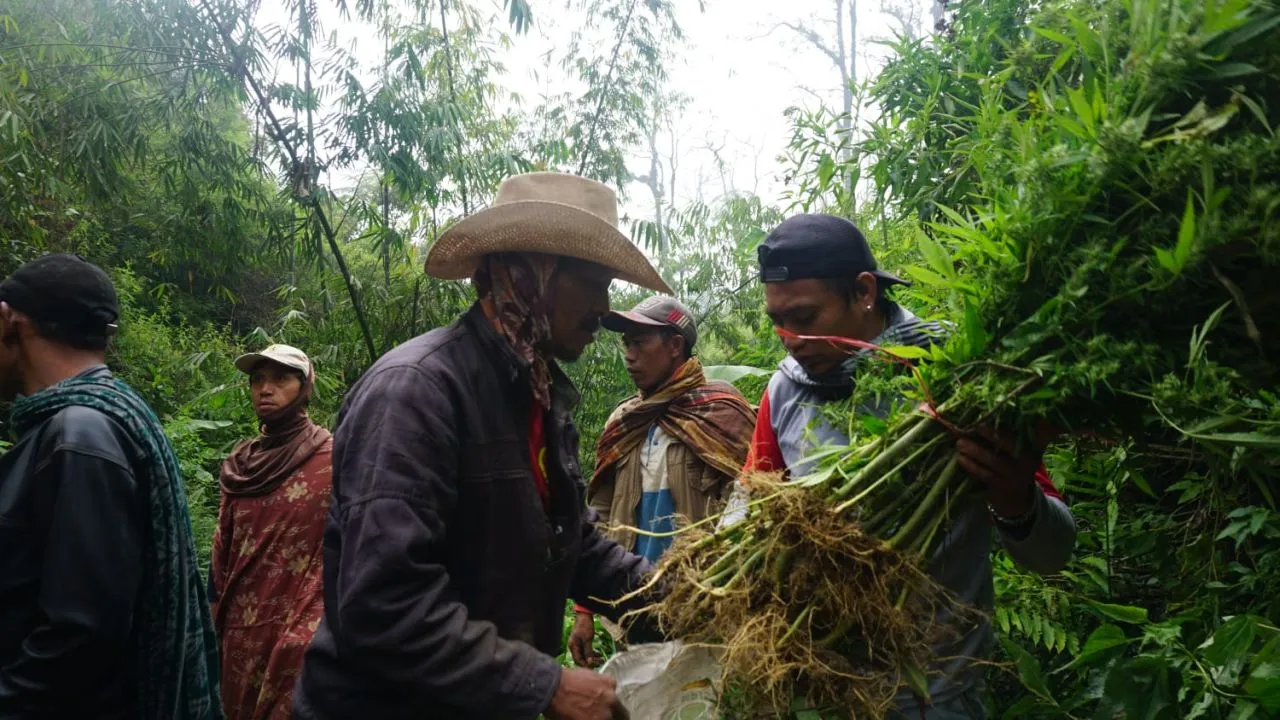 Ditresnarkoba Polda Jatim Terjun ke Lokasi Ladang Ganja TNBTS Lumajang