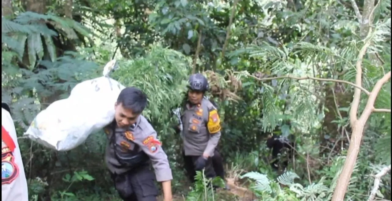 Tim Gabungan Grebeg Ladang Ganja di Kawasan TNBTS Argosari Lumajang