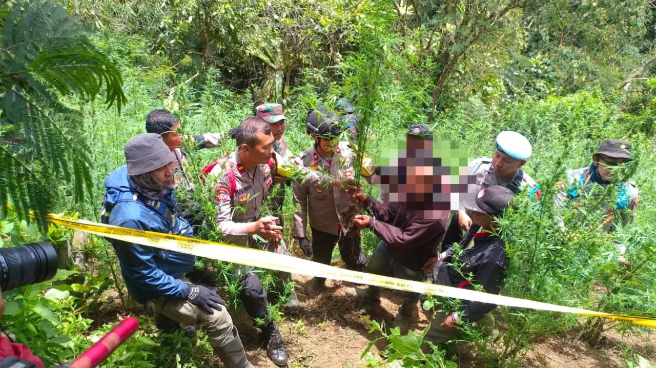 Polisi Kembali Temukan 38 Titik Ladang Ganja di Kawasan TNBTS Lumajang