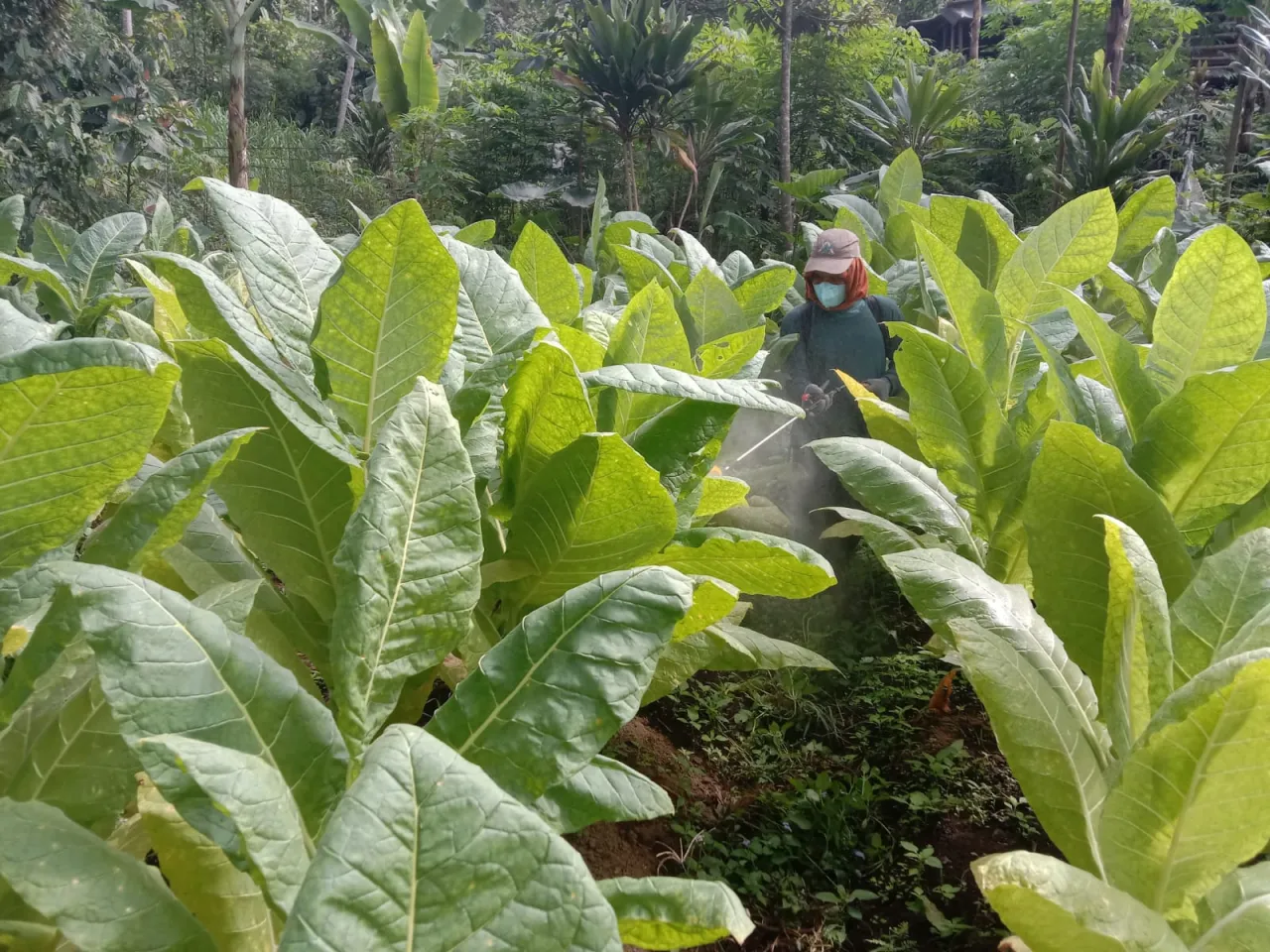 Petani dan Pertanian Tembakau di Lumajang Terus Bertumbuh Semakin Menjanjikan