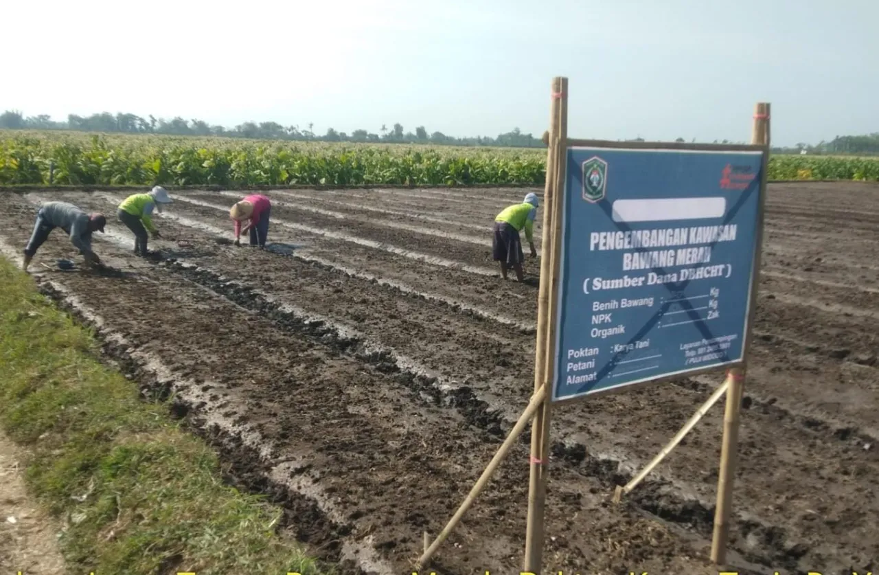 Kawasan Pertanian Bawang Merah di Lumajang Terus Diperluas Lewat Intervensi DBHCHT