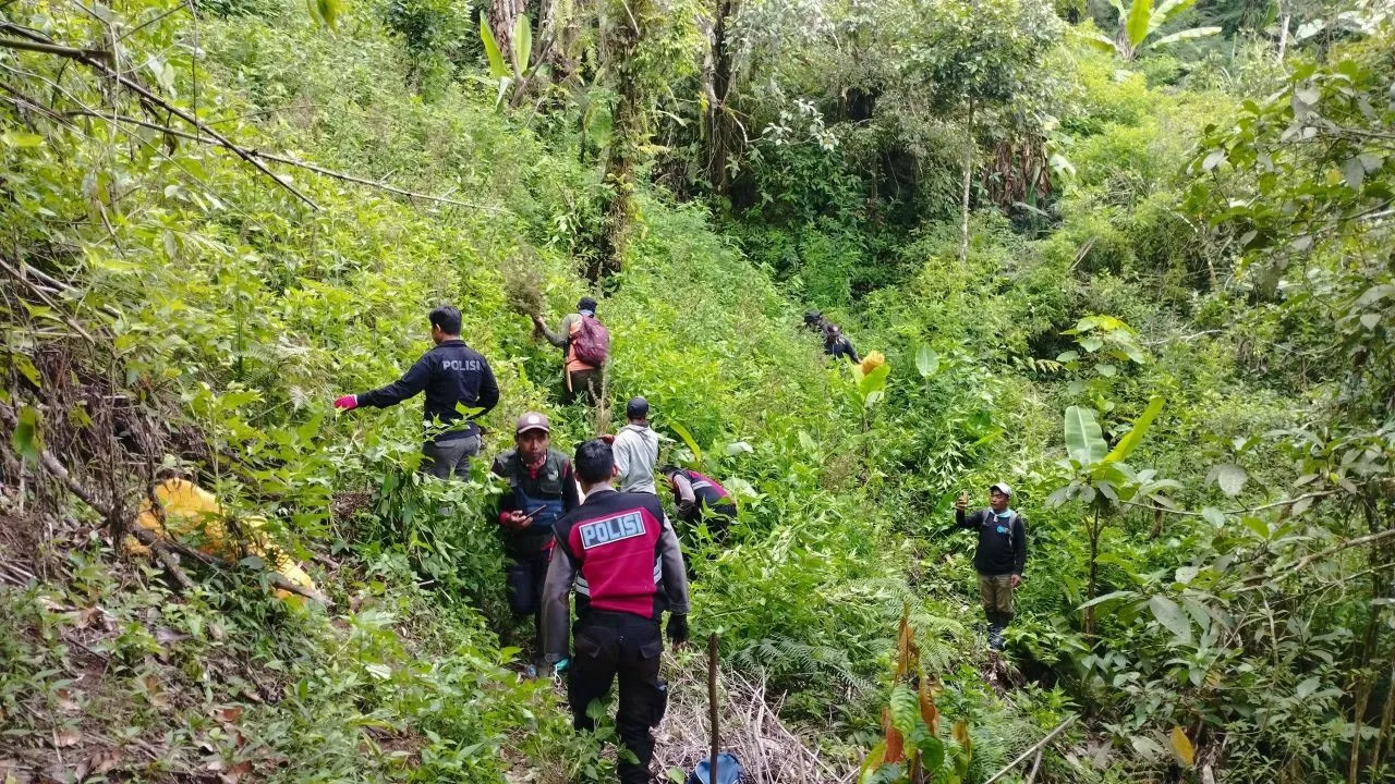 Ribuan Tanaman Ganja di TNBTS Lumajang Kembali Diamankan Polisi