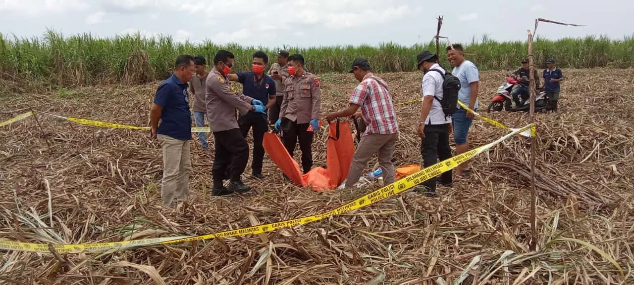 Heboh, Penemuan Kerangka Manusia di Lahan Tebu Lumajang