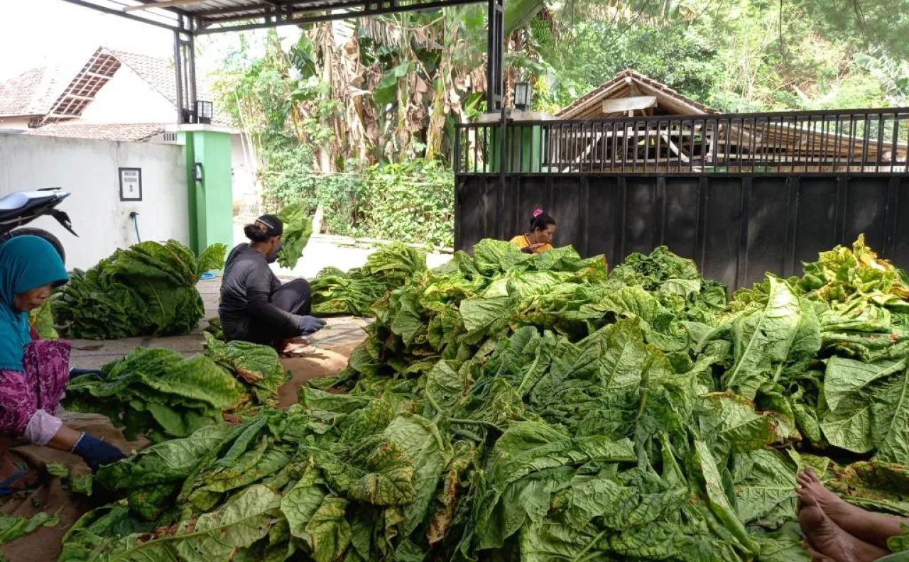 BLT DBHCHT Bagi Buruh Pabrik dan Buruh Tani Tembakau Lumajang Disalurkan Bulan Desember