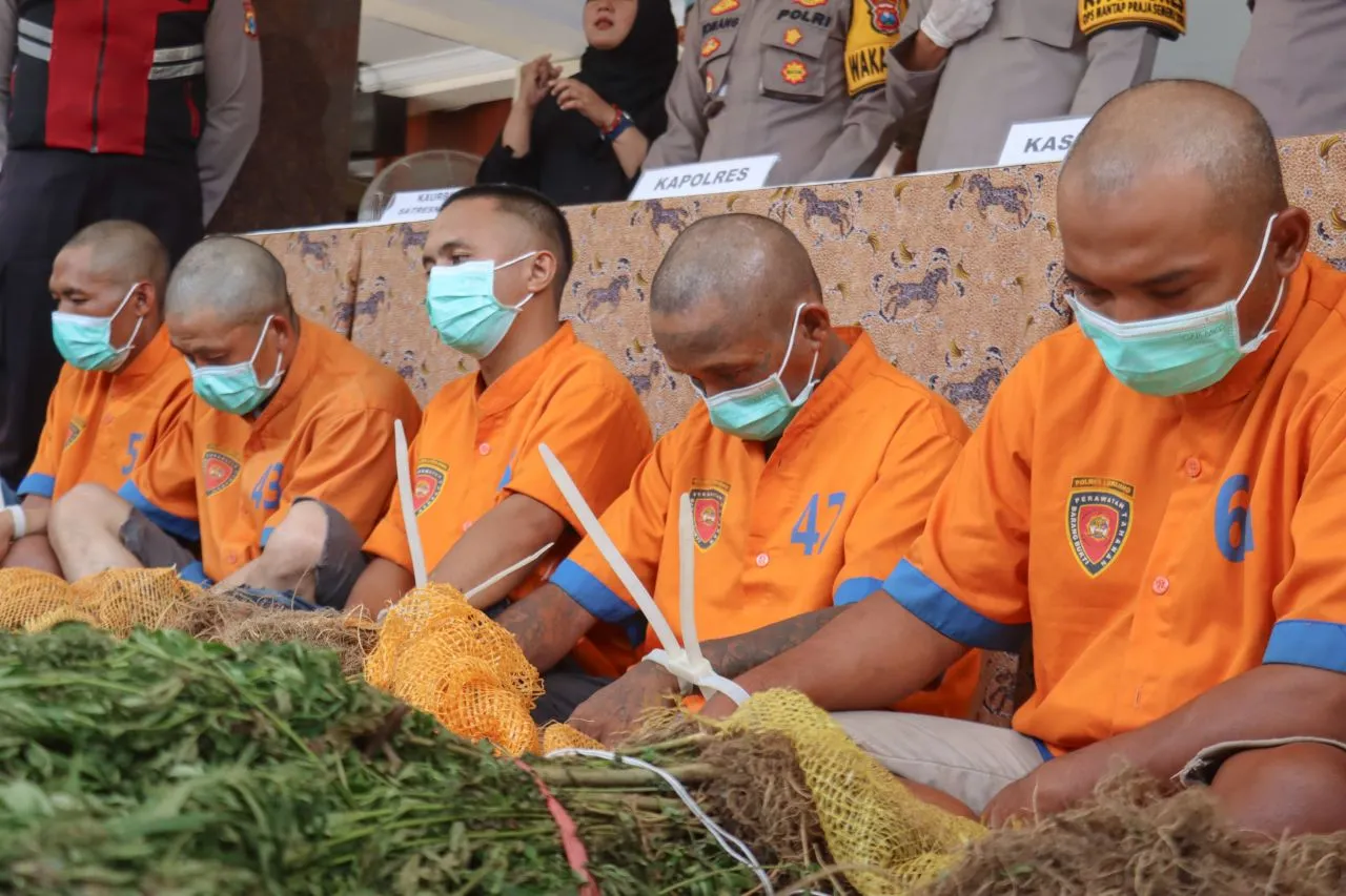 Dua Pelaku Penanam Ganja di TNBTS Lumajang di Tangkap Polisi, 3 Pengedar Sabu