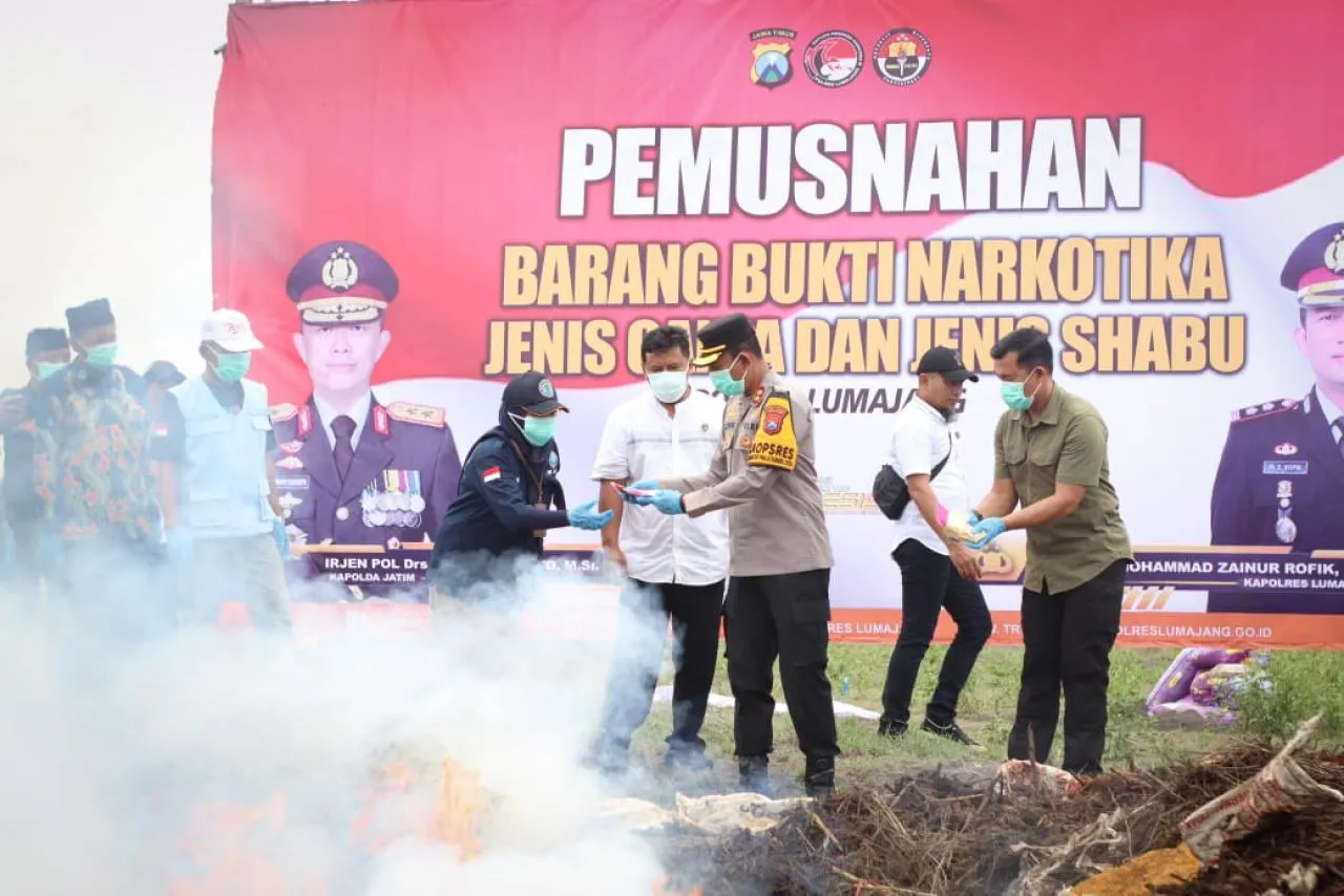 Dibakar di AWR Pandanwagi Lumajang, Ribuan Batang Ganja Hasil Ungkap di Hutan TNBTS Dimusnahkan