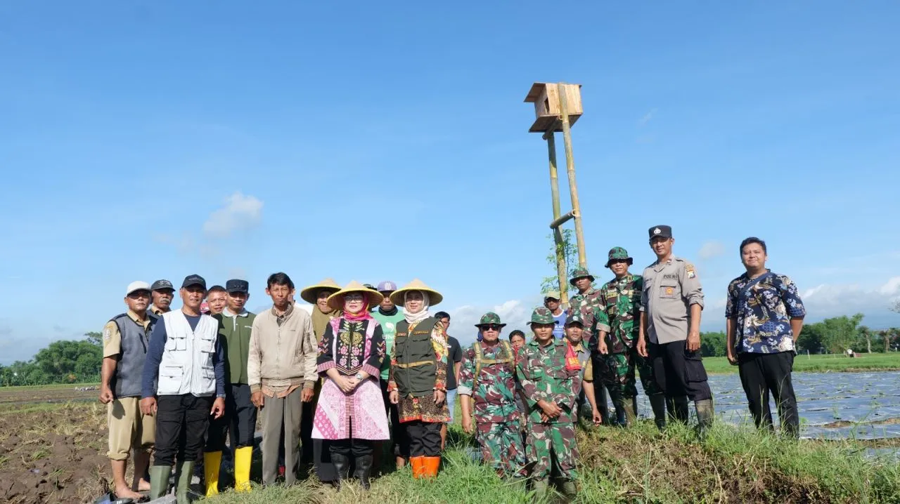 Pasang Rumah Burung Hantu, Pemkab Lumajang Tekan Hama Tikus