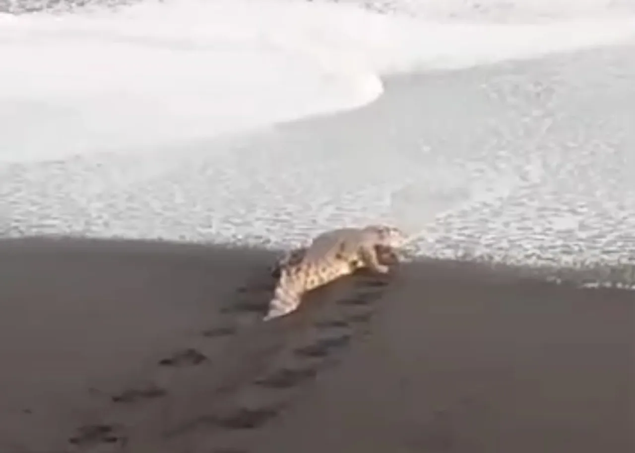 Muncul Buaya di Pantai Tempursari, Dinas Perikanan Lumajang Minta Warga dan Pemancing Waspada