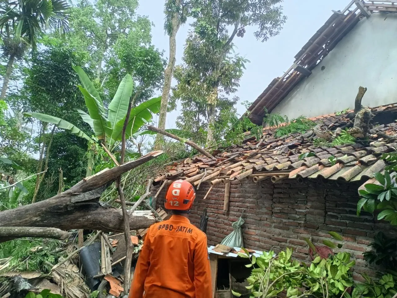 Pohon Tumbang Serta Puluhan Rumah Rusak di Lumajang Akibat Angin Kencang