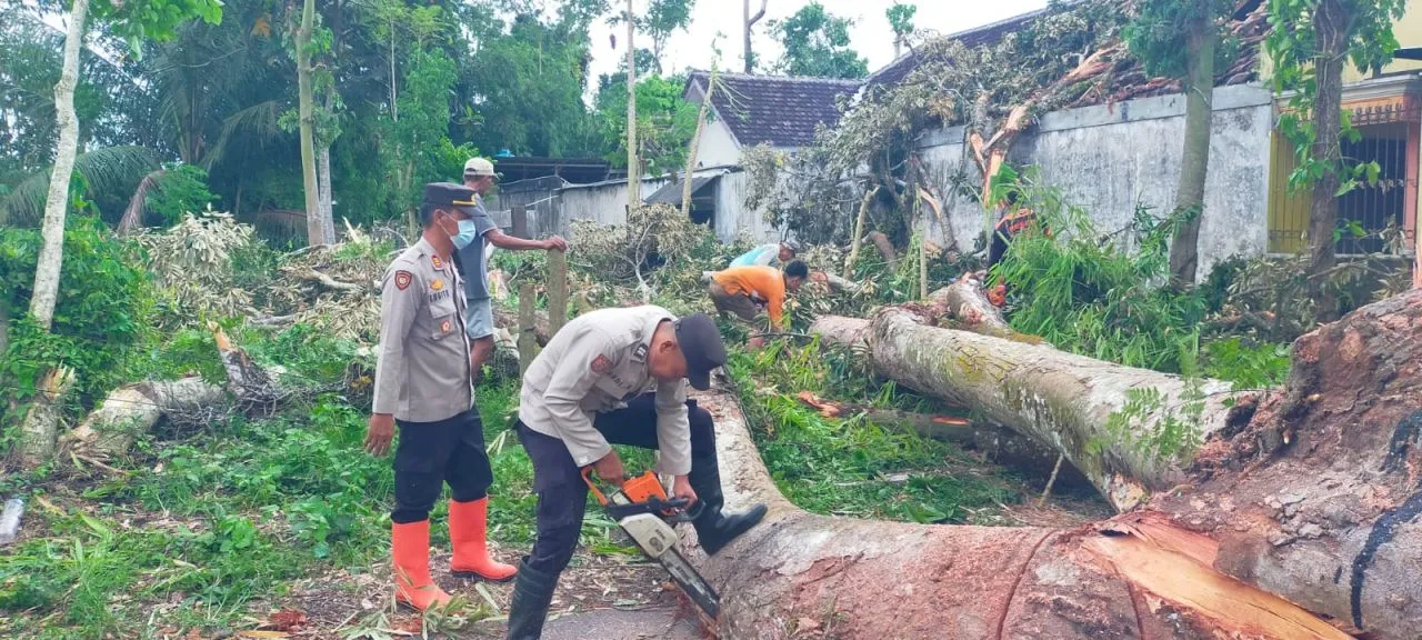 Pohon Tumbang di Candipuro Lumajang Akibat Angin Kencang, Tiga Anak Terluka