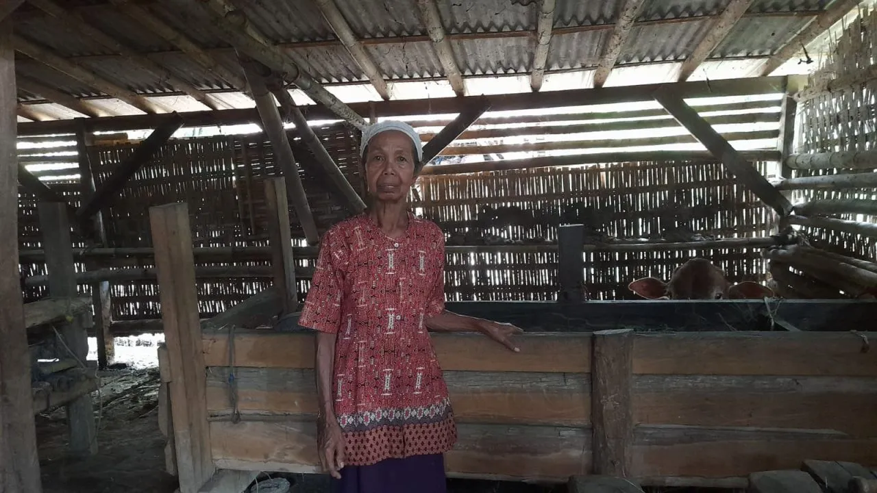 Pencurian Ternak Kembali Terjadi di Kalipenggung Lumajang, Dua Ekor Sapi Raib