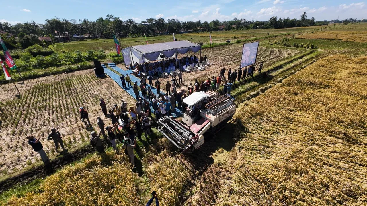 Panen Raya Dongkrak Produksi, Ancaman Alih Fungsi Lahan Bayangi Ketahanan Pangan Lumajang