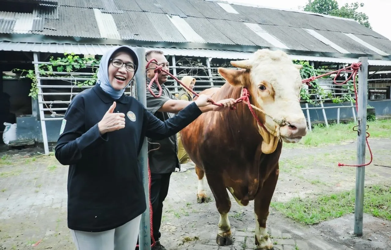 Sapi “Marlboro” Asal Lumajang Terpilih Jadi Kurban Presiden, Bobot Hampir 1 Ton